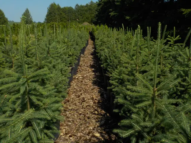 SPRUCE TREES FOR SALE63251761883649121