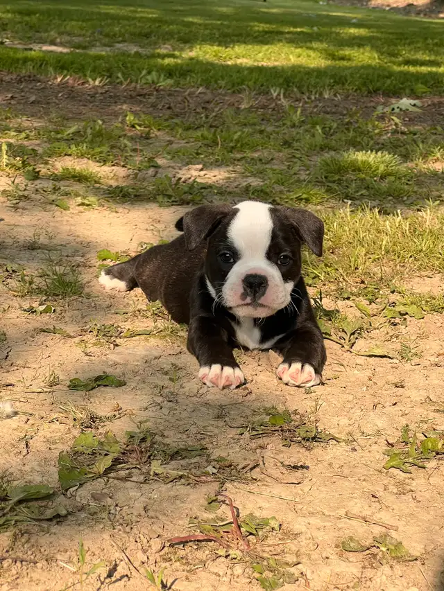English Bulldog, Olde English Bulldogge mix in Dogs & Puppies for Rehoming in Norfolk County - Image 7