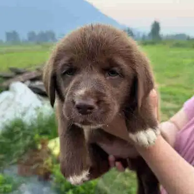 Border Collie Labrador Retriever Mix Puppies, View more
