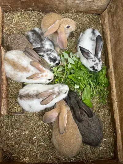 bébés lapins à vendre, View more