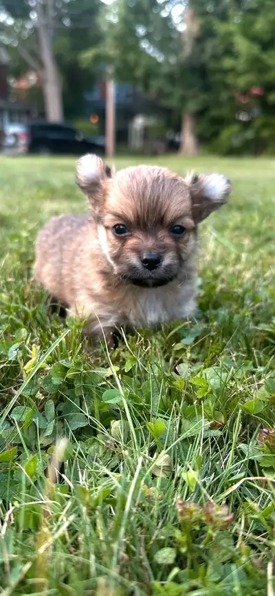 Longhaired Chihuahua puppies, View more