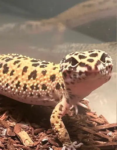 I have a leopard geckos ready to become a unique part of your family. beautiful geckos with dark spo...