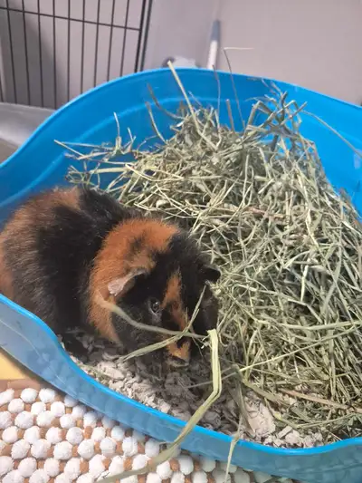 3 + 7 month old guinea pigs, Add on cage for $50, View more