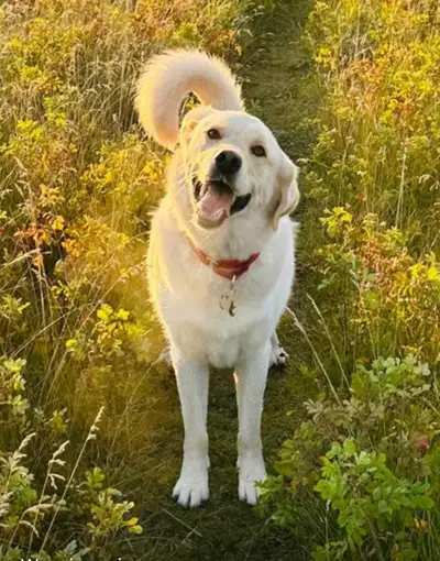 Wonderful family dog needs the countryside, View more