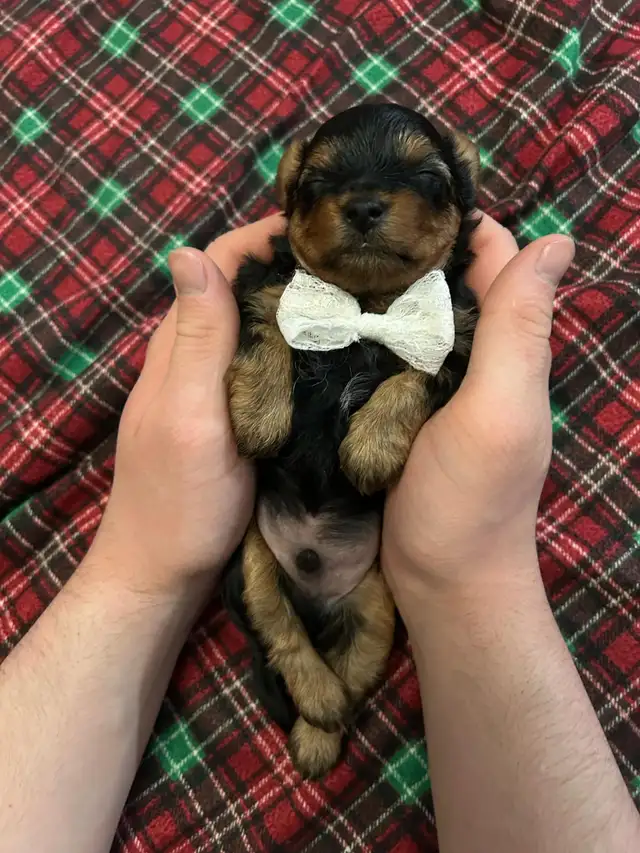 Yorkshire terrier pur race. Un male in Dogs & Puppies for Rehoming in Granby - Image 8