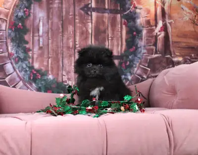 Registered Pomeranian Puppies, View more