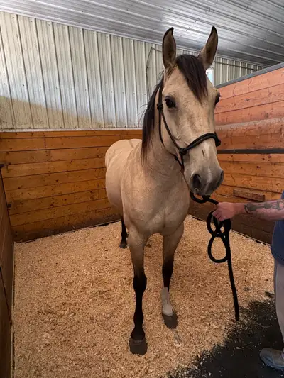 buckskin mare, View more