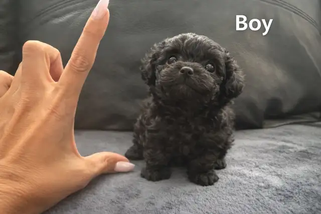 (1 LEFT ) MICRO & TINY TOY POODLES