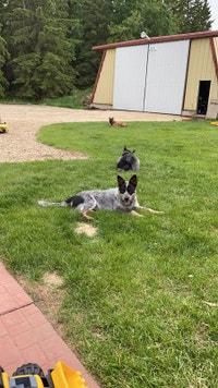 Blue heeler for rehoming
