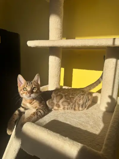 TICA Registered Bengal Kitten — Available, View more