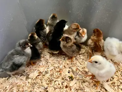 Chicks & Fertile eggs, chance of Pure Brahmas, View more
