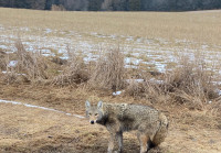 Coyote/fox removal service 