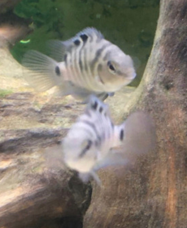 CONVICT CICHLIDS $30 - Pickering  in Fish for Rehoming in City of Toronto - Image 3