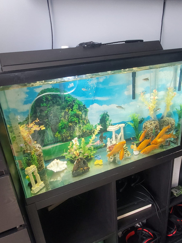 Aquarium with everything in the photo  in Fish for Rehoming in Kitchener / Waterloo - Image 2