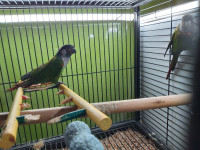Pearly / Mooncheek conure adult pair