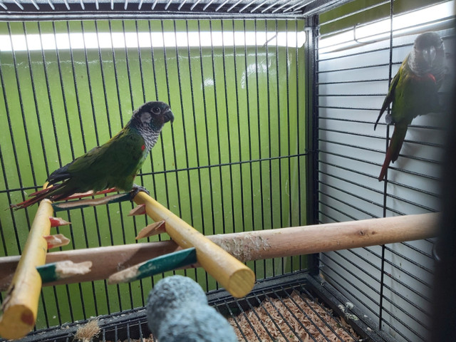Pearly / Mooncheek conure adult pair in Birds for Rehoming in Abbotsford