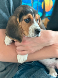Beagle Puppies Male and Female available