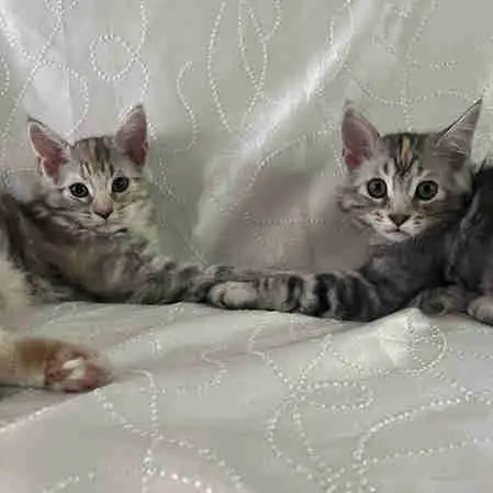 chatons maine coon croisé sibérien in Cats & Kittens for Rehoming in Victoriaville - Image 2