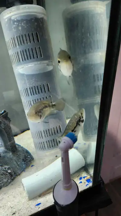 Approx 2 to 3" yellowjacket cichlids. They get to about 10 to 12" and are pretty aggressive. The col...