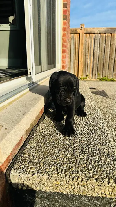 Black Cane Corso Puppies (8 weeks old) Ready for rehoming Born July 9th, 2026 First DHPP vaccine and...