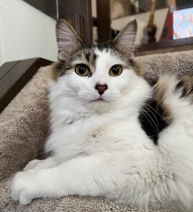 Norwegian Forest cats for rehoming Cats & Kittens for Rehoming Edmonton Kijiji