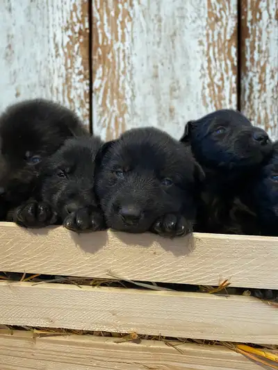 CKC Black German Shepherd Pups, View more