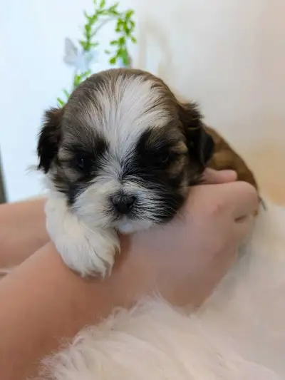 Beautiful Shih Tzu Puppies, View more