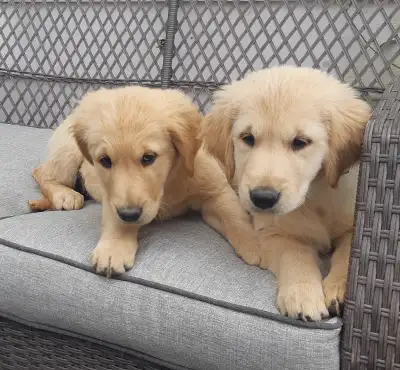 Golden retriever puppies, View more