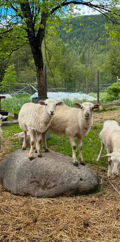 3 Katahdin ewe lambs, View more