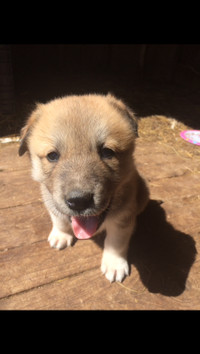 Great Pyrenees x kangal