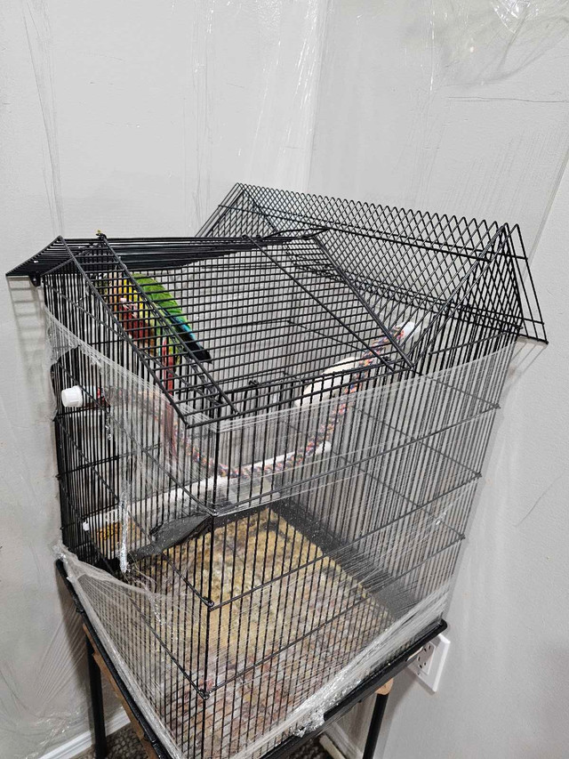 Conure 3 years old $630. Free cage in Birds for Rehoming in Edmonton - Image 3