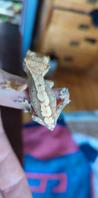 Bébé gecko a crête non sexé sans queue
