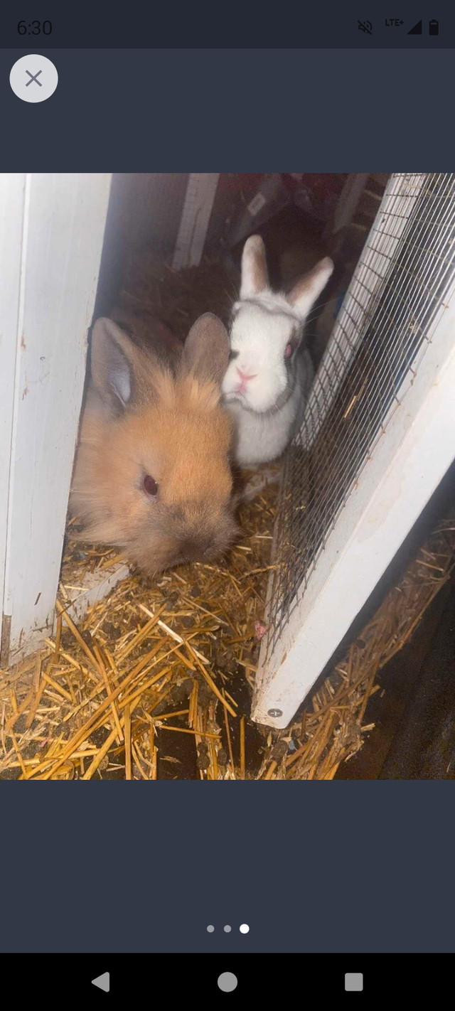Bunnies  in Small Animals for Rehoming in Windsor Region
