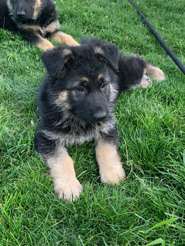 german-shepherd-puppies-dogs-puppies-for-rehoming-oakville