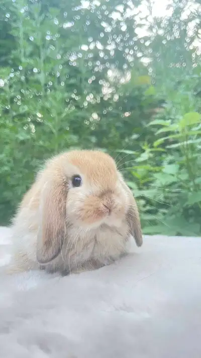 WOW - bébé lapin bélier hollandais nain femelle DISPONIBLE , View more