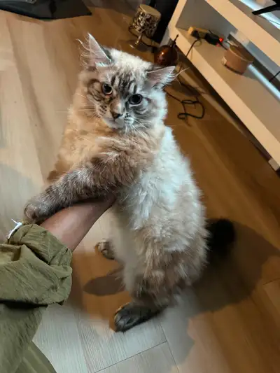 Chaton Ragdoll X Himalayen, View more