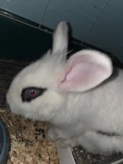 Bonjour je vend Mon beaux lapin néerlandais tête de lion avec sa cage sont bol de nourriture et sa l...