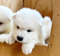 STUNNING SAMOYED PUPPY DOGS - VERY HIGH QUALITY