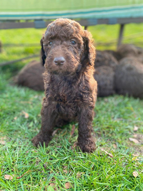 Chocolate F1b Goldendoodle Puppies in Dogs & Puppies for Rehoming in Sarnia - Image 2
