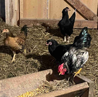 Banty hens/roosters & Muscovy ducks