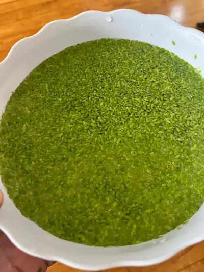 common duckweed, View more