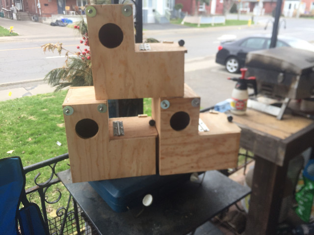 Custom nest boxes in Birds for Rehoming in Oshawa / Durham Region - Image 3
