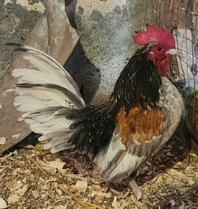 Coq Serama à donner, View more