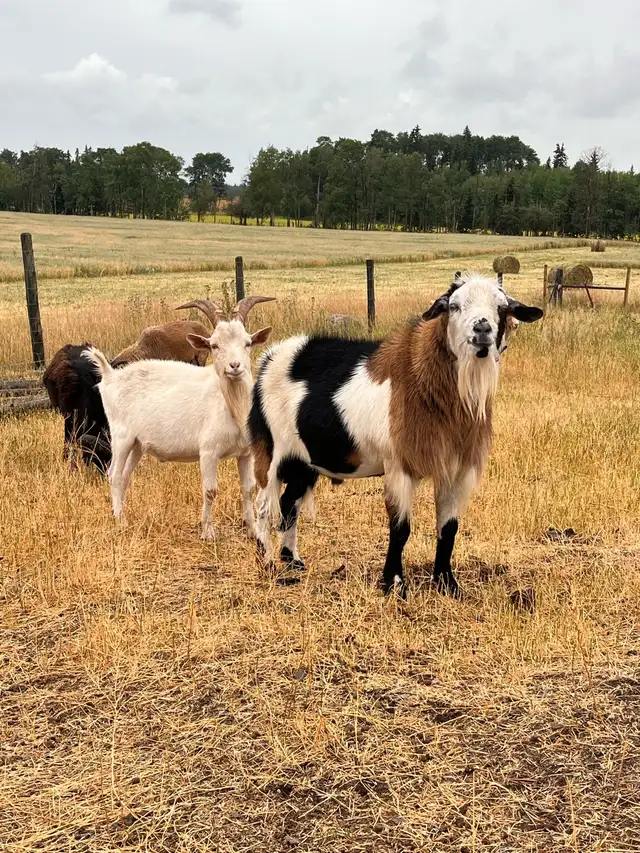Purebred Kiko Billy Goat in Livestock in Vanderhoof - Image 7