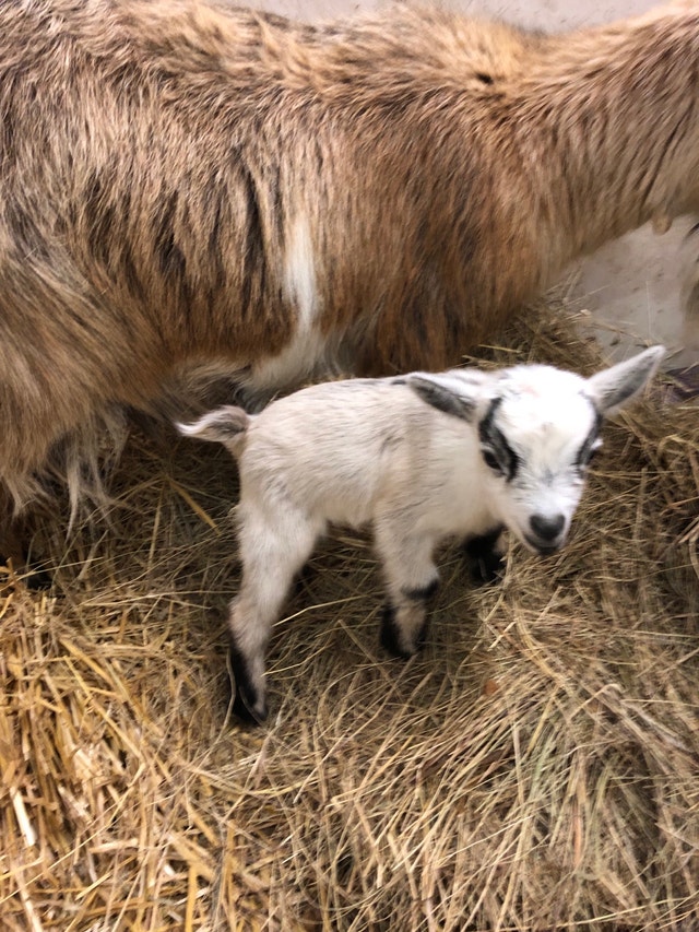 West African Pygmy goats Livestock Winnipeg Kijiji