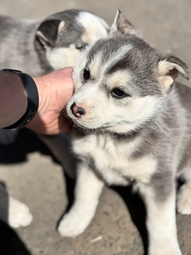 Huskey x  pups in Dogs & Puppies for Rehoming in Dawson Creek - Image 5