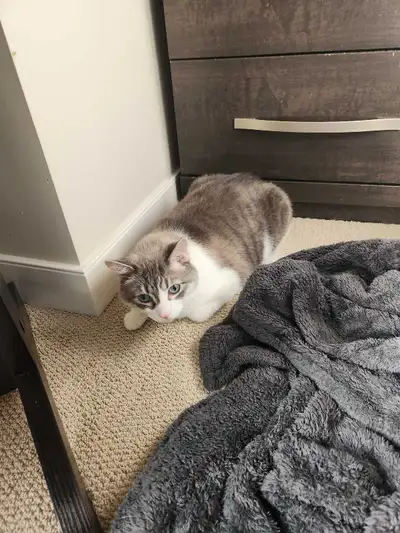 5 yr old male cat - neutered, View more