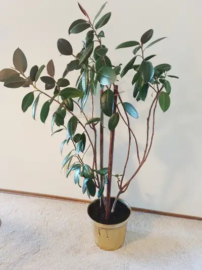 Rubber plant with brass pot, View more