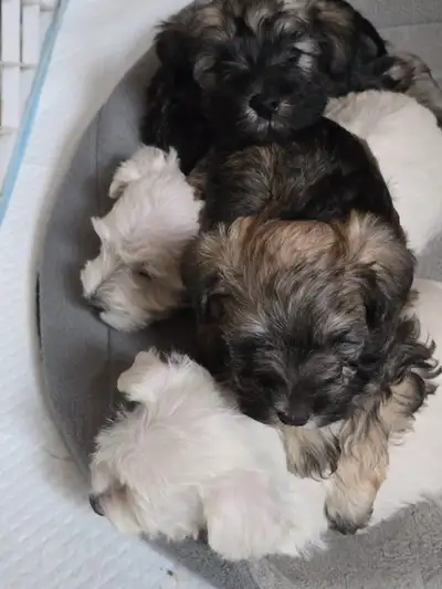 Pure breed Mini Schnauzer puppies , View more