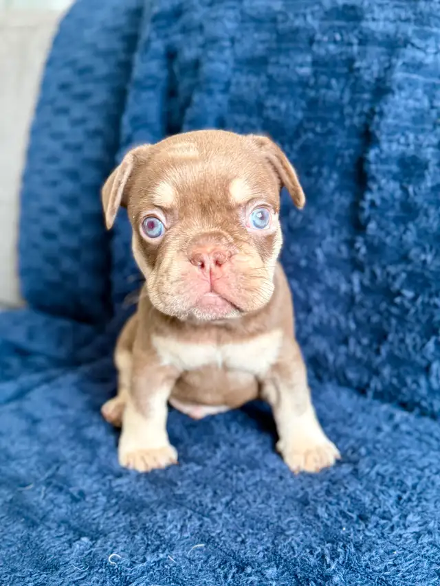 bouledogue français in Dogs & Puppies for Rehoming in Drummondville - Image 7